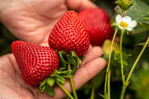 Strawberry Varieties - Day-Neutral - Lassen Canyon Nursery