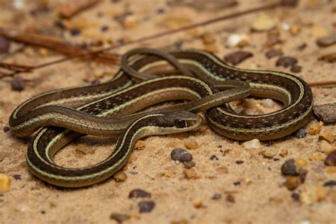 Eastern Ribbonsnake – Reptiles and Amphibians of Mississippi