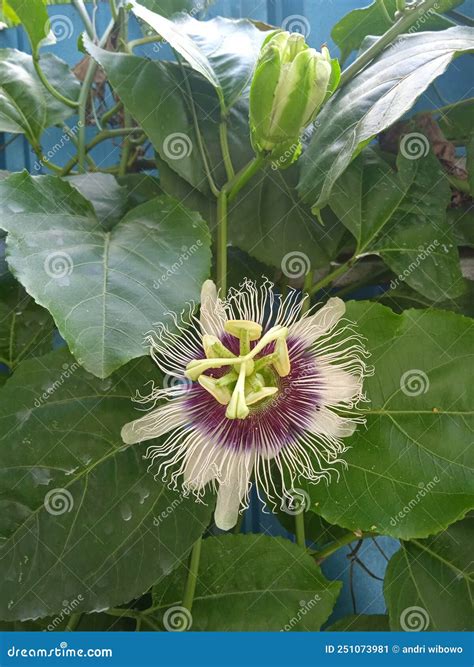 Markisa Flower Fruit Stock Photos - Free & Royalty-Free Stock Photos from Dreamstime