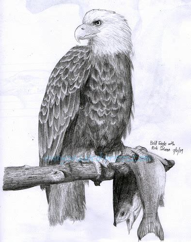 Bald Eagle Pencil Drawing (again!) | ARTificial INtelligence