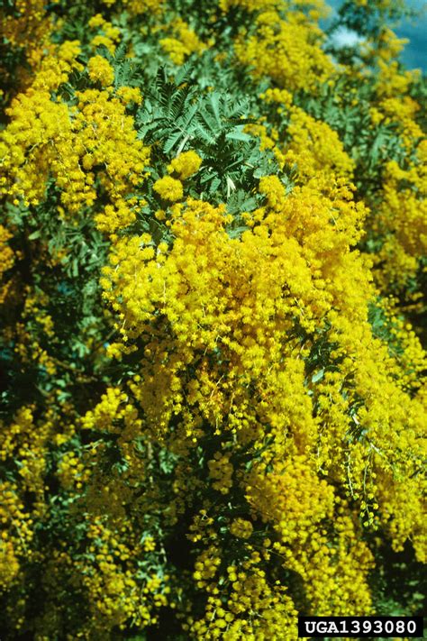 cootamundra wattle, Acacia baileyana (Fabales: Fabaceae (Leguminosae)) - 1393080