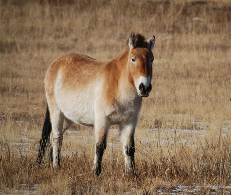 Horse Breed: Przewalski's Horse