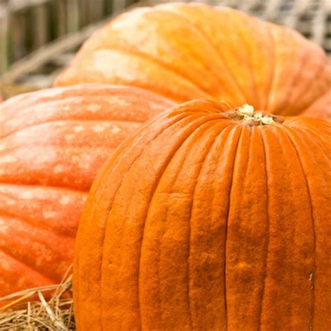 Big Max Pumpkin Seeds - Heirloom Seeds, Jack-O-Lantern Pumpkin Seeds, — Seed Nerds