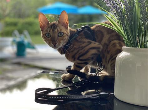 Bengal Cat Personality – Kittens for Sale in Ottawa - bigstarbengals.com