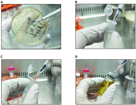 Bacterial inoculation process (A) Pick a single colony from the... | Download Scientific Diagram