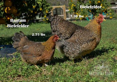 Greenfire Farms - Bantam Bielefelder