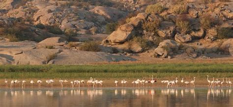 Jawai Dam Pali Rajasthan (2024)