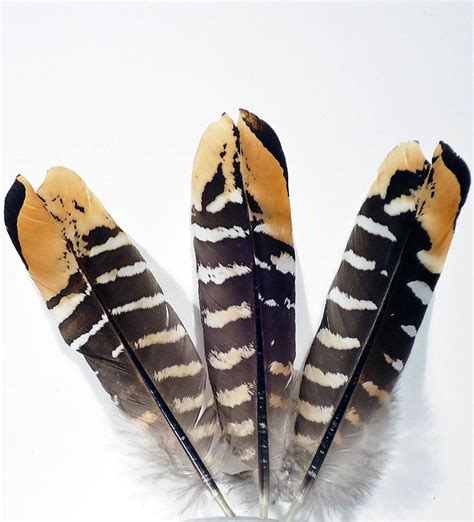 Pheasant Feathers Bird Feathers Wholesale Feathers Pheasant Quill Pheasant Wing Craft Feathers ...