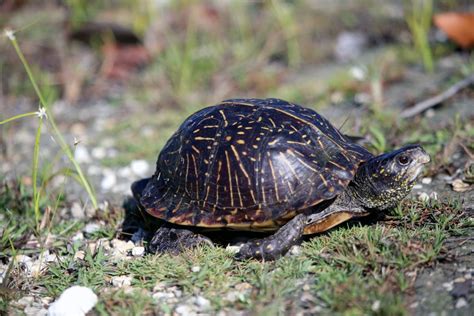 Florida Box Turtle | Noni Cay Photography