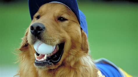 Air Bud: Seventh Inning Fetch | Apple TV