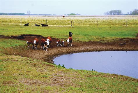 Beef 911: How to manage freemartins in your cattle herd