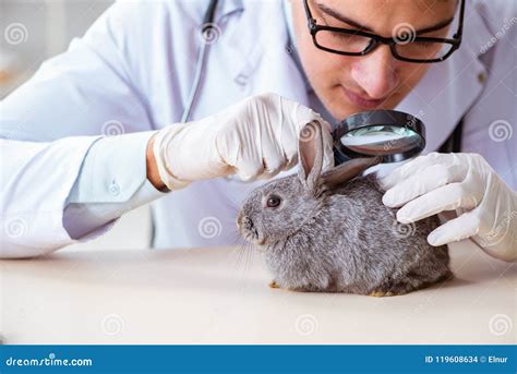 The Vet Doctor Checking Up Rabbit in His Clinic Stock Photo - Image of medical, health: 119608634