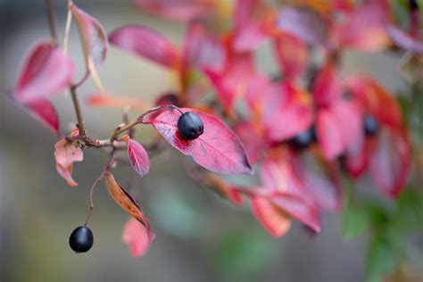 Black Chokeberry: Plant Care & Growing Guide