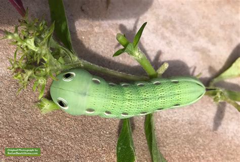 Tersa Sphinx Moth, description, size, photographs