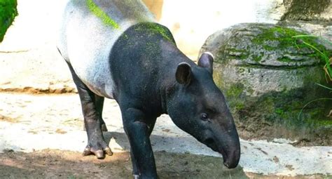 20 Remarkable Tapir Facts You Probably Didn't Know - UntamedAnimals