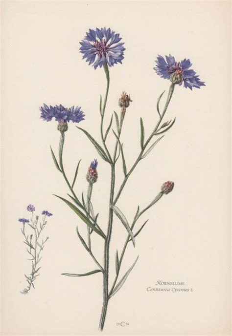 Botanical Print, Centaurea cyanus, Cornflower, Flower Lithograph, Flora ...