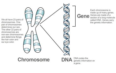 Chromosome DNA genes | Dna and genes, Chromosome, Teaching biology