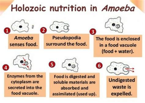 Holozoic Nutrition Example - CBSE Class Notes Online - Classnotes123