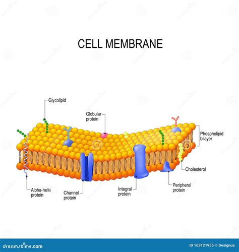 Cell membrane proteins stock vector. Illustration of medical - 163121955