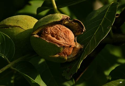 The Urbane Forager: Green Walnuts