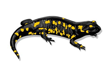 Fire Salamander Salamandra Salamandra illustrated by Charles Dessalines D39 Orbigny 1806-1876 ...