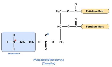 Phosphatidylethanolamine