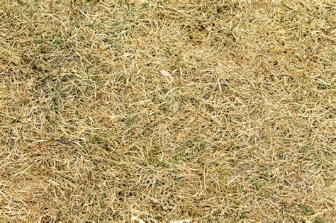 Premium Photo | Dry grass texture background with green grass. Texture ...