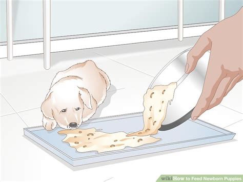 How to Feed Newborn Puppies: 11 Steps (with Pictures) - wikiHow