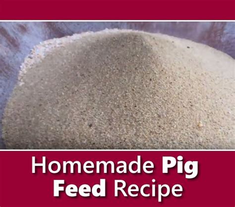 Homemade Pig Feed Recipe | Pig feed, Pig food, Pig farming