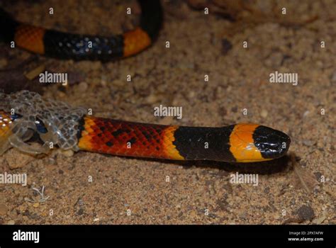 North American Coral Snake Stock Photo - Alamy