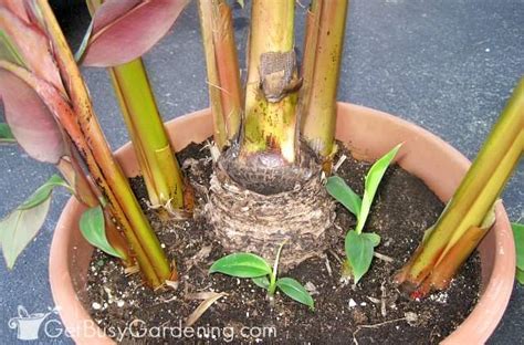 How To Propagate Banana Plants - Get Busy Gardening