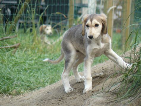 Young Saluki dog photo and wallpaper. Beautiful Young Saluki dog pictures