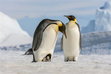 Emperor Penguin Images