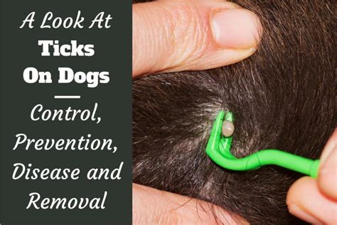 Ticks on Dogs – Control, Prevention, Disease Risk and Removal | Ticks on dogs, Dog control ...