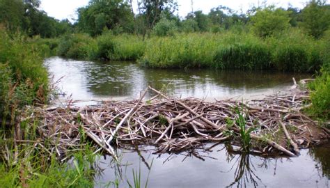 GeoLog | Could beavers be responsible for long-debated deposits?