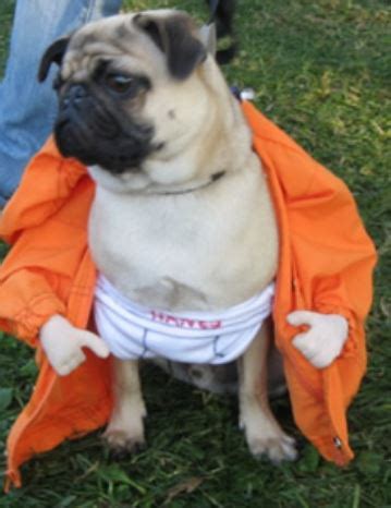 Boxer pet dog halloween costumes pictures.JPG