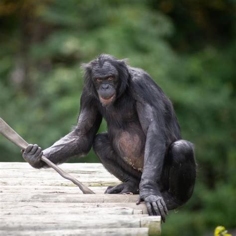 Bonobo | Columbus Zoo and Aquarium