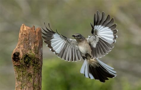 Texas Lifestyle Series | The State Bird of Texas | Northern Mockingbird | Texini