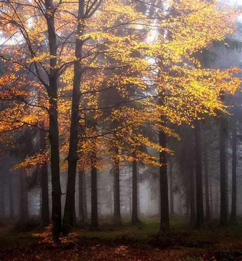 *🇩🇪 Autumn forest (Thuringia, Germany) by Heiko Gerlicher 🍂 | Autumn ...