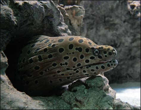 Siderea picta - one of the muraena species | We were in aqua… | Flickr