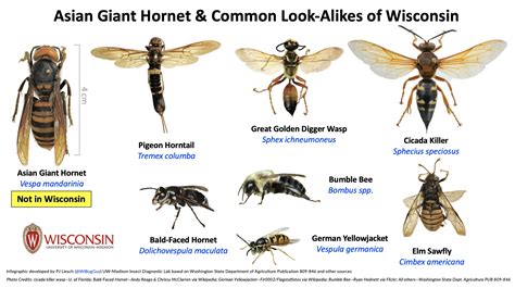 6 Things to Know About The Asian Giant Hornet - Insect Diagnostic Lab