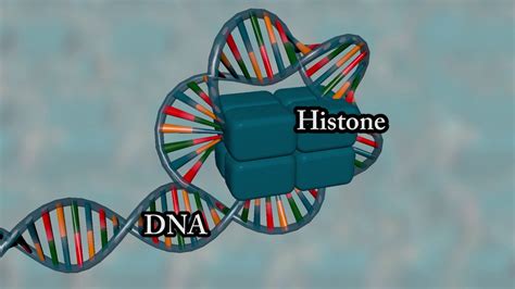 Chromosome structure - Medical animation - YouTube