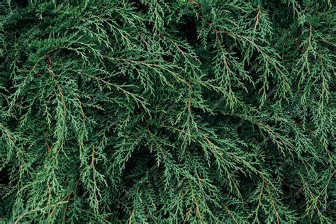 Free Photo | Closeup shot of pine tree leaves