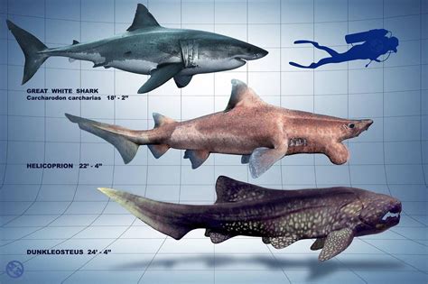 Size comparison of helicoprion, dunkleosteus, and a great white shark (with a human) : r ...