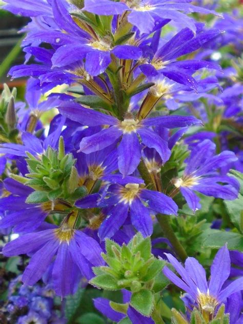 Scaevola (Scaevola aemula Bombay® Dark Blue Improved) - Garden.org