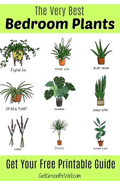 What Is A Good Plant For Your Bedroom | Psoriasisguru.com