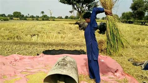 Amazing Rice Crop Harvesting Method | #harvesting | #Ricecrops | # ...