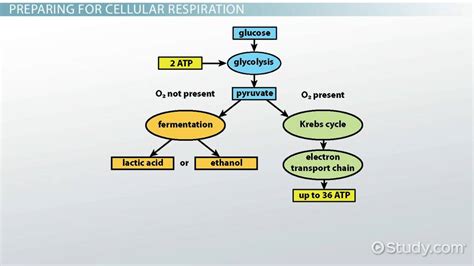 Cellular Respiration in Bacteria | Overview & Process - Lesson | Study.com