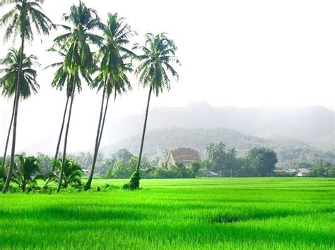 29+ Galeri Gambar Pemandangan Sawah Padi Di Kedah | Guyonreceh