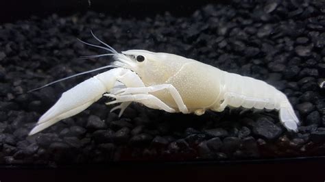 White Crayfish | Fish pet, Crayfish, Pets